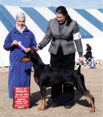 Talladega Dobermans | At the shows